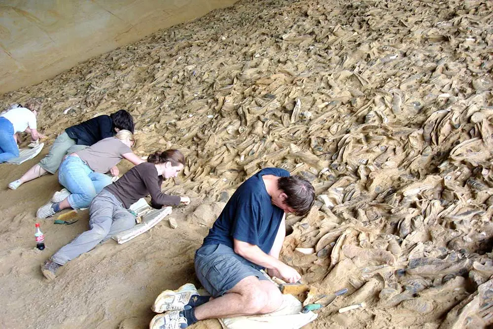 Fachleute führen großflächige Ausgrabungen am fossilen Austernriff der Fossilienwelt durch.