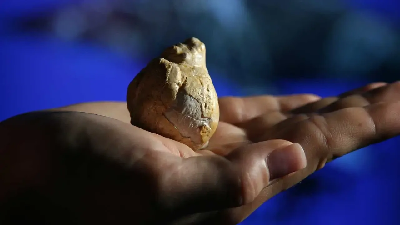 Hand hält ein fossiles Schneckengehäuse vor blauem Hintergrund.
